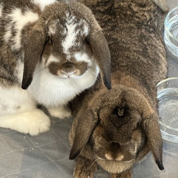 Meet your Posher, Rumeena - Picture 5 of 15